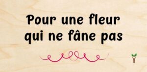 111-Pour une fleur qui ne fâne pas